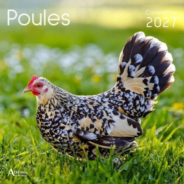 Calendrier Poules (édition 2027)