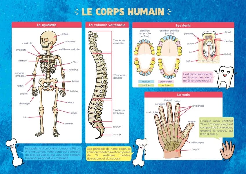 Les posters de l'école : le corps humain : [Panneau didactique]