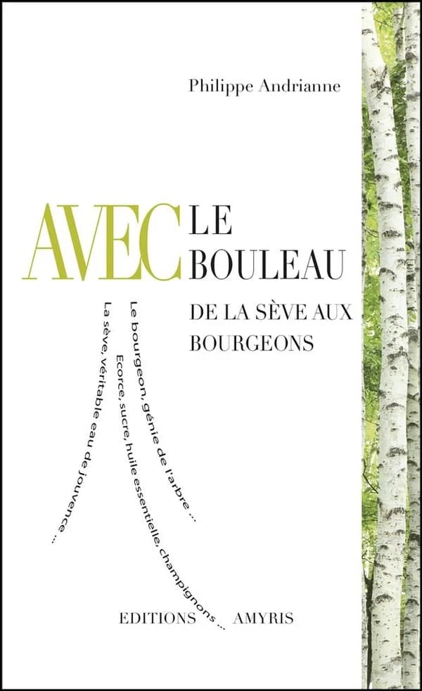 Avec le bouleau ; de la sève aux bourgeons