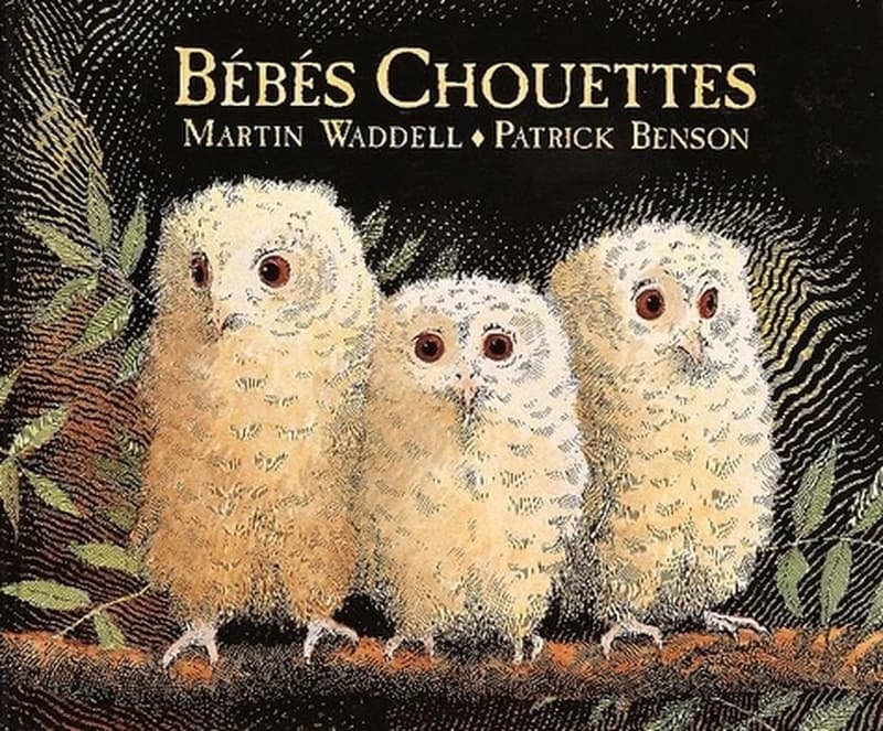 Bébés chouettes