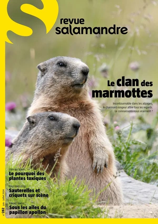 La salamandre n.282 : Le clan des marmottes : Juin