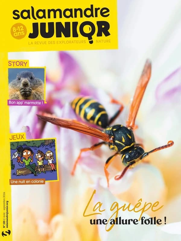 La salamandre junior n.155