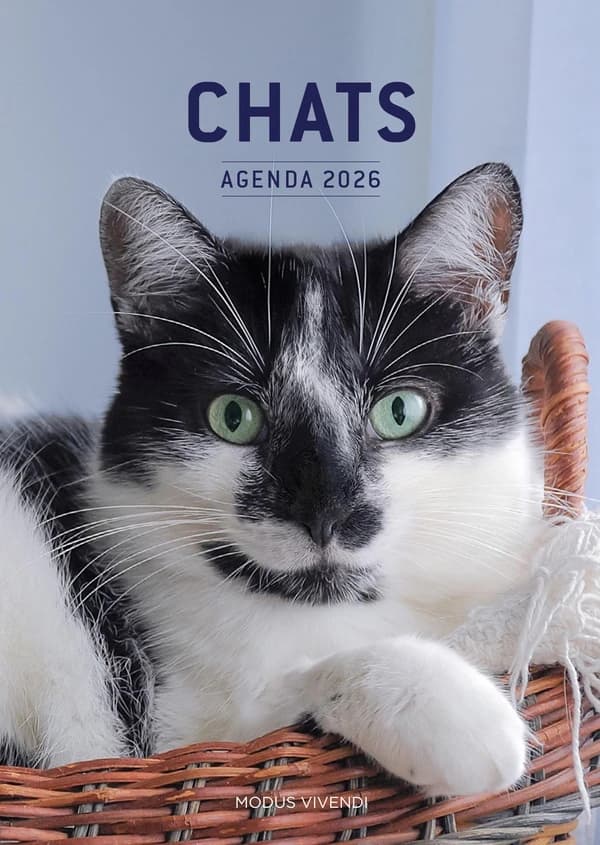 Chats (édition 2026)
