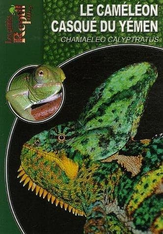 Le caméléon casqué du Yemen : Chamaeleo calyptratus