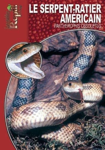 Les serpents-ratiers à queue lignée : Orthriophis taeniurus, Elaphe taeniura
