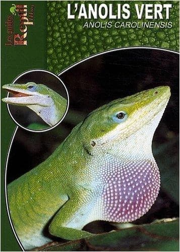 L'anolis vert : Anolis Carolinensis