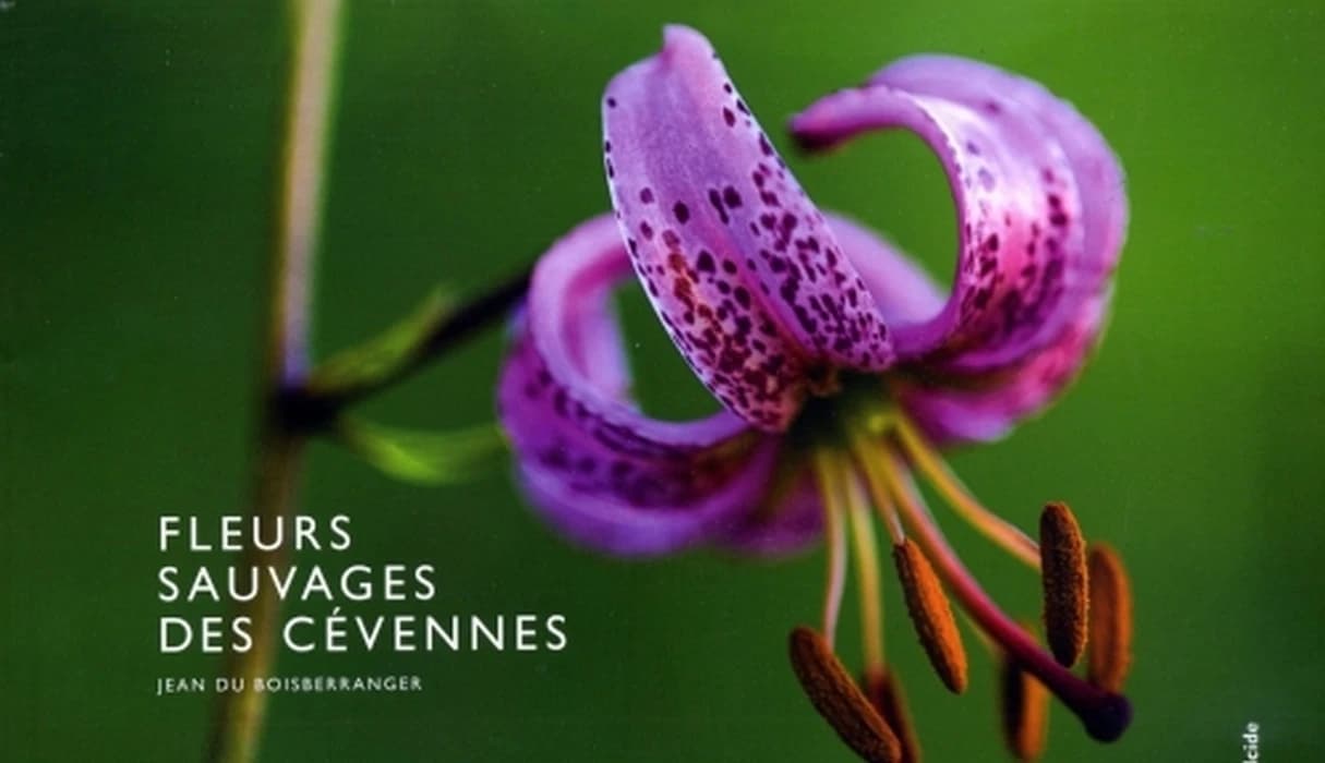 Fleurs sauvages des Cévennes