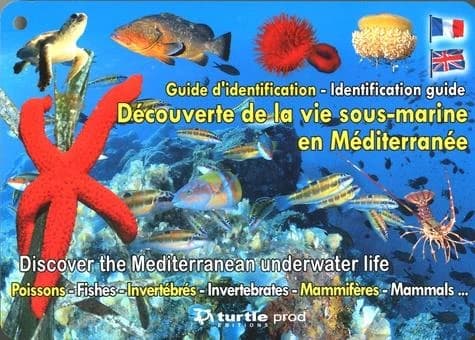 Découverte de la vie sous-marine en Méditérranée ; poissons, invertébrés, mammifères