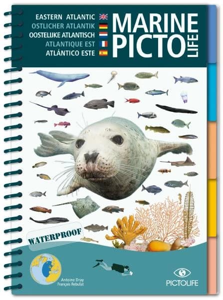 Marine pictolife : Eastern Atlantic