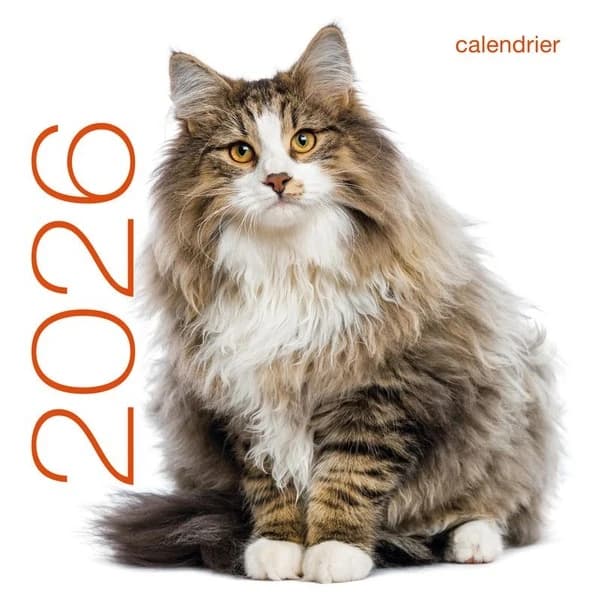 Calendrier mural : Chats (édition 2026)