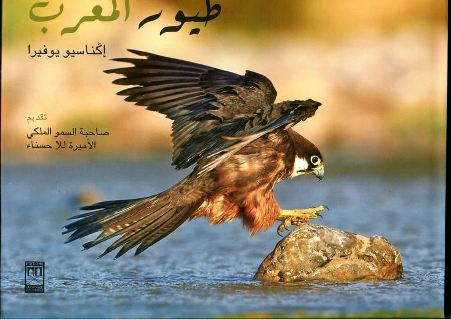Oiseaux du Maroc