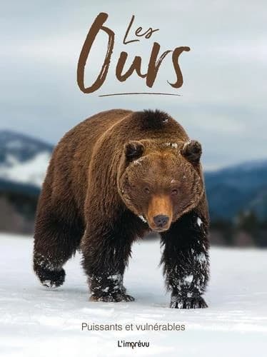 Les ours : puissants et vulnérables