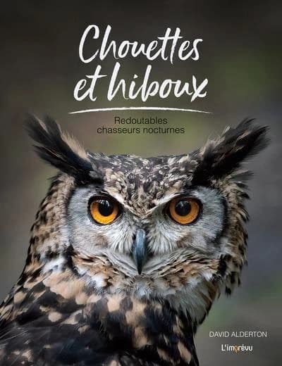 Chouettes et hiboux : Redoutables chasseurs nocturnes