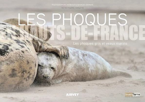 Les phoques en Hauts-de-France : les phoques gris et veaux marins