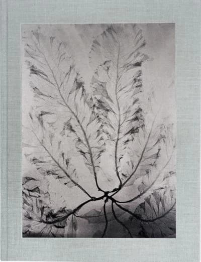 Wakame