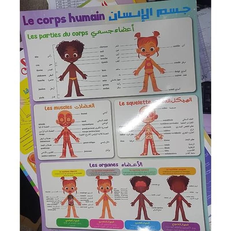 posters Le corps humain لوحات تعليمية جسم الإنسان