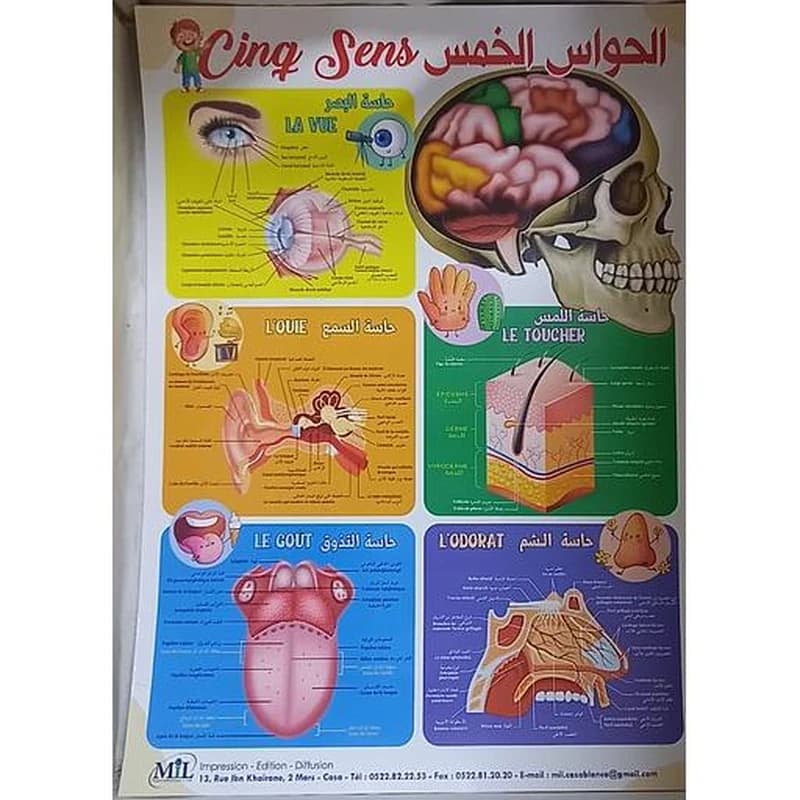 صويرات تعليمية الحواس الخمس Les Cinq Sens