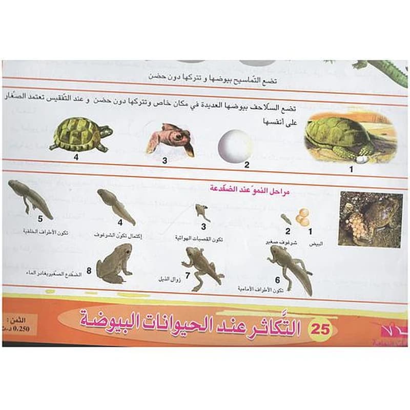 ملفات ورقية تعليمية حياة الضفدعة + موضوع