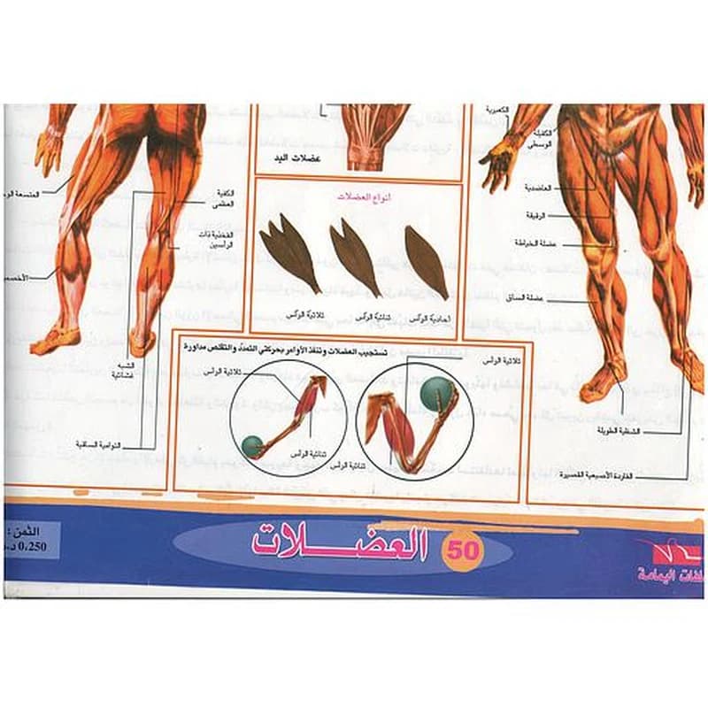 ملفات ورقية تعليمية العضلات + موضوع