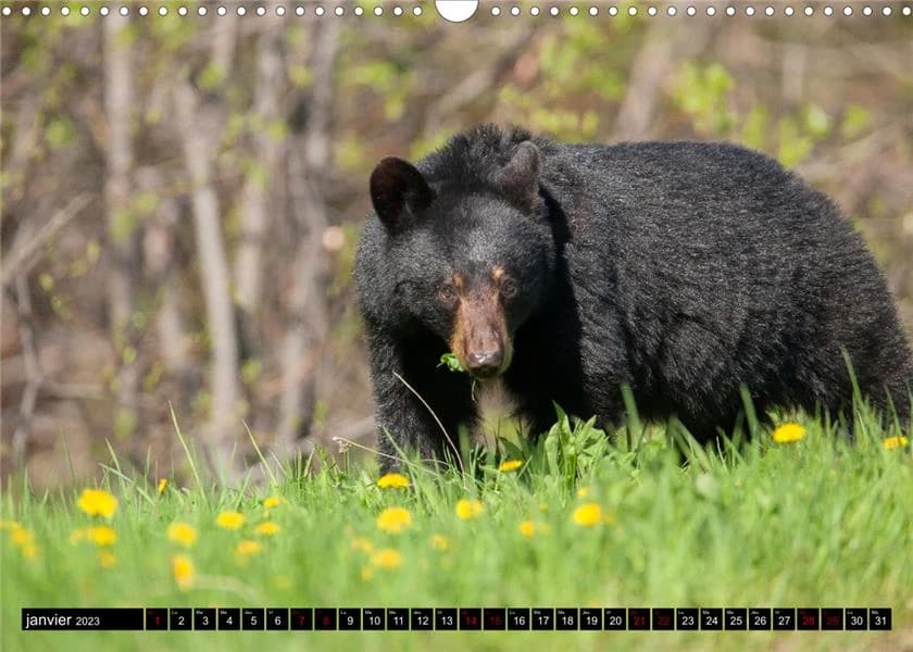 Makwa l'ours des forêts québécoises (calendrier mural 2023)