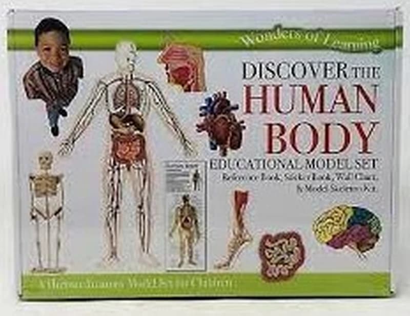 Wonders of Learning Model Set - The Human Body