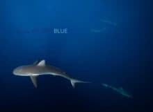 Call of the Blue