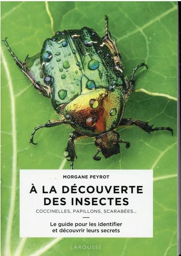 À la découverte des insectes : coccinelles, papillons, scarabées