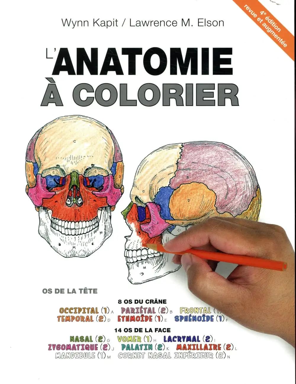 L'anatomie à colorier (4e éd. revue et augmentée) Wynn Kapit, Lawrence M. Elson ; traduction de Jean Blaquière