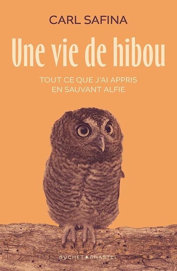 Une vie de hibou : tout ce que j'ai appris en sauvant Alfie