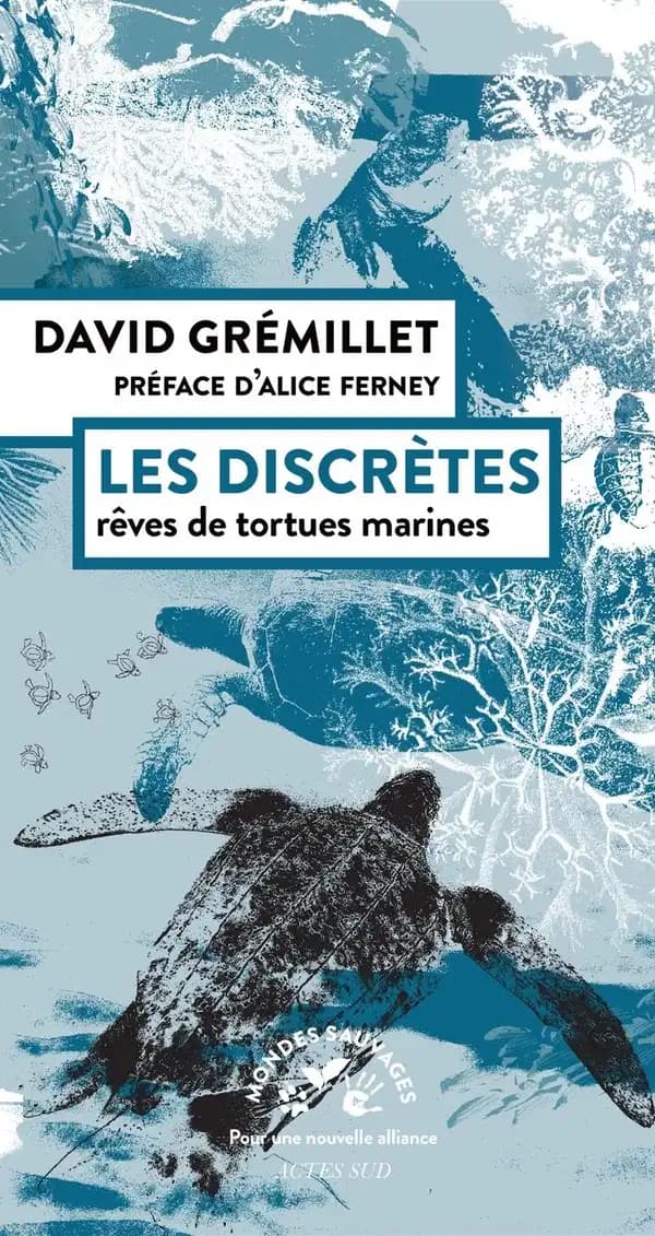 Les discrètes : rêves de tortues marines