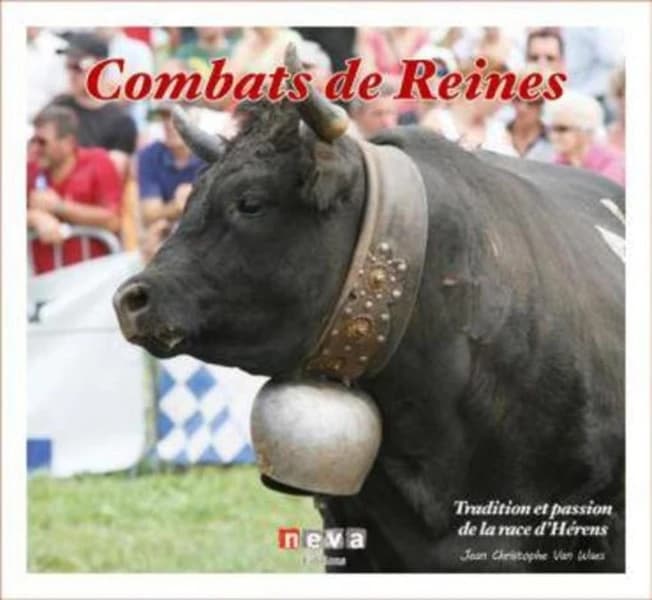 Combats de reines : tradition et passion de la race d'Hérens