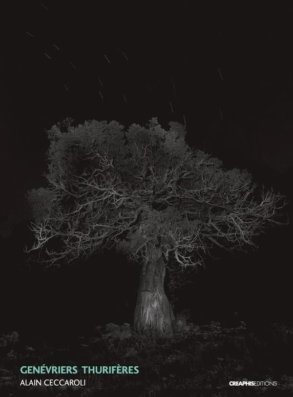 Genévriers thurifères : juniperus thurifera
