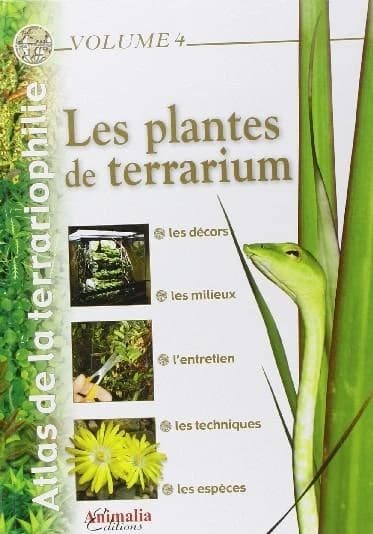 Les plantes de terrarium