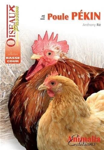 La poule Pékin