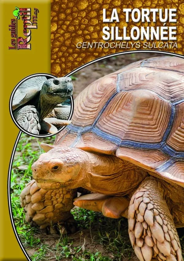 La tortue sillonnée : centrochelys sulcata
