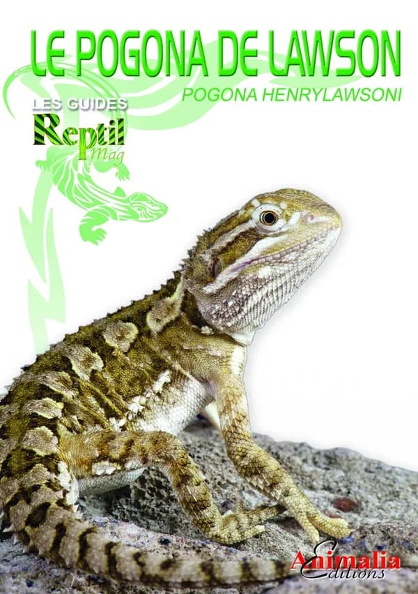Le pogona de Lawson : Pogona henrylawsoni