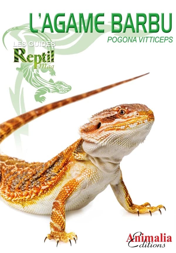 L'agame barbu : Pogona vitticeps