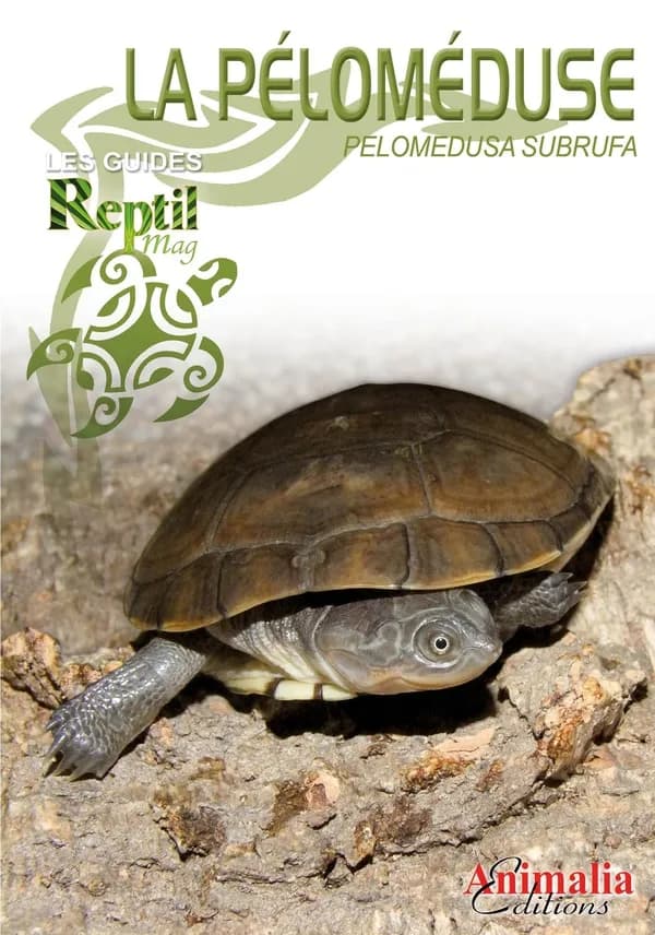La péloméduse roussâtre : pelomedusa subrufa et espèces proches