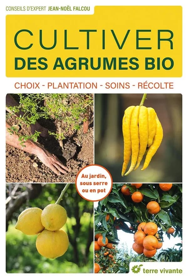 Cultiver des agrumes bio : choix, plantation, soins, récolte