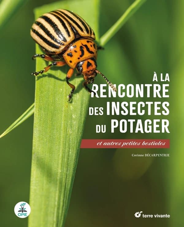 À la rencontre des insectes du potager : et autres petites bestioles