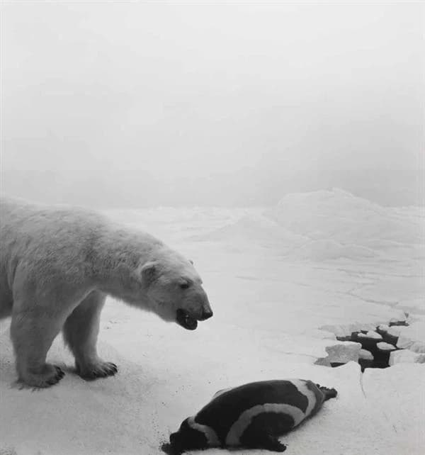 Hiroshi Sugimoto, Dioramas