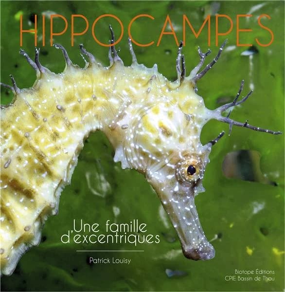 Hippocampes : une famille d'excentriques