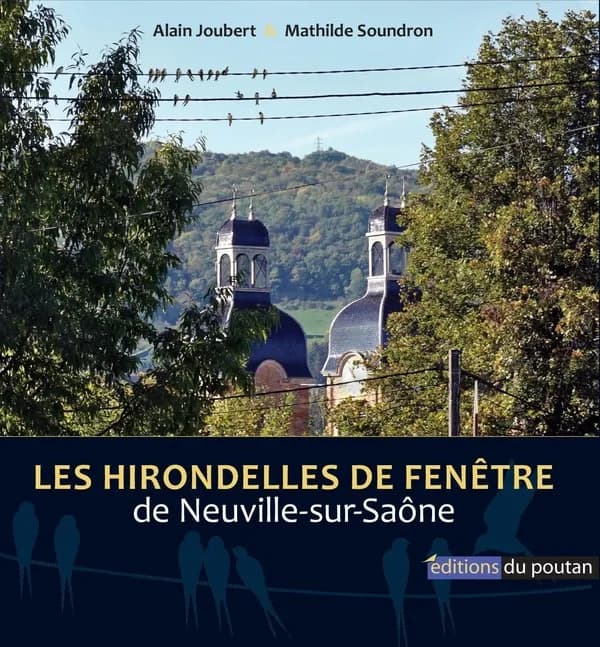 Les hirondelles de fenêtre de Neuville-sur-Saône