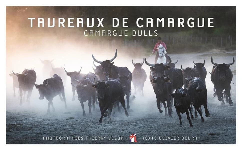 Taureaux de Camargue : Focus ; Camargue bulls