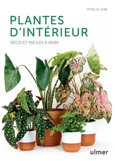 Plantes d'intérieur : déco et faciles à vivre