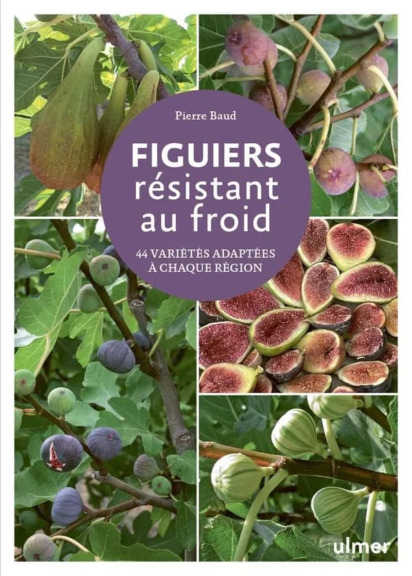 Figuiers résistant au froid : 44 variétés adaptées à chaque région