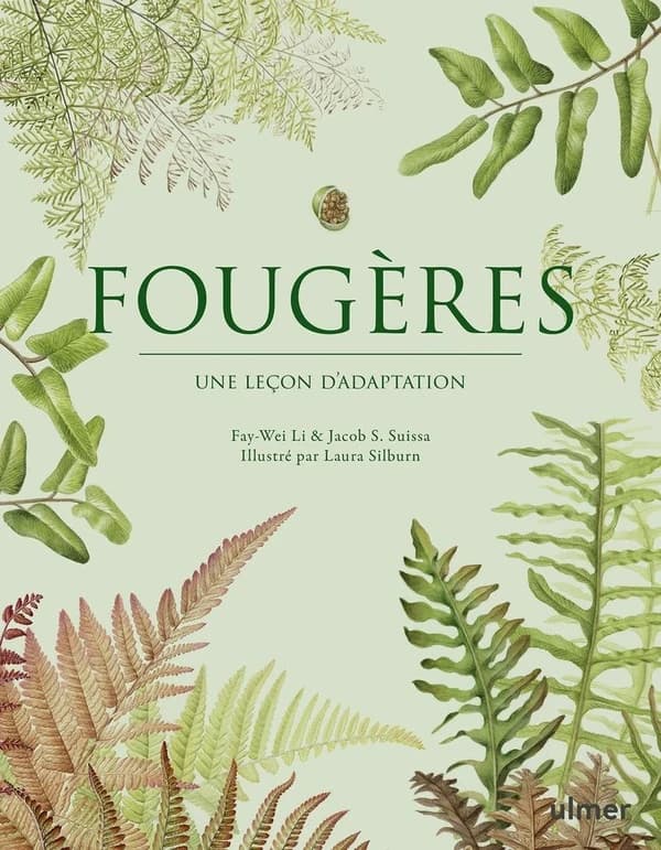 Fougères : une leçon d'adaptation