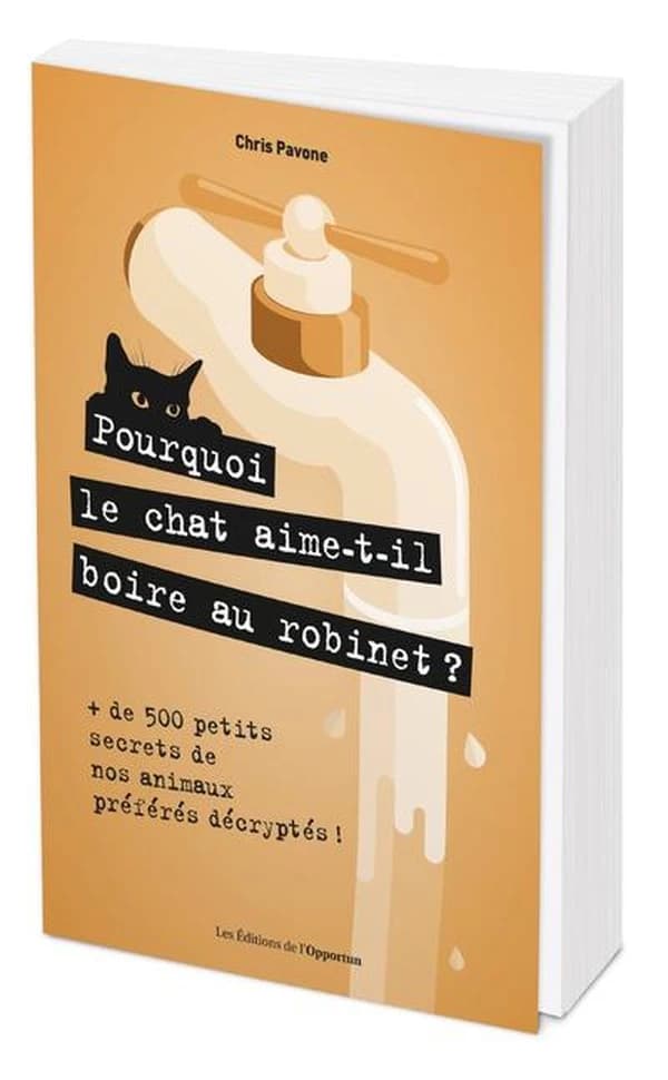 Pourquoi votre chat aime-t-il boire au robinet ?