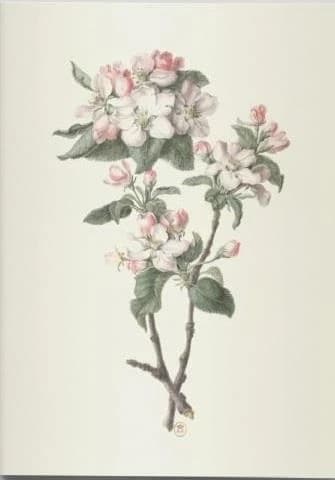 Cahier végétal : dessins de fleurs