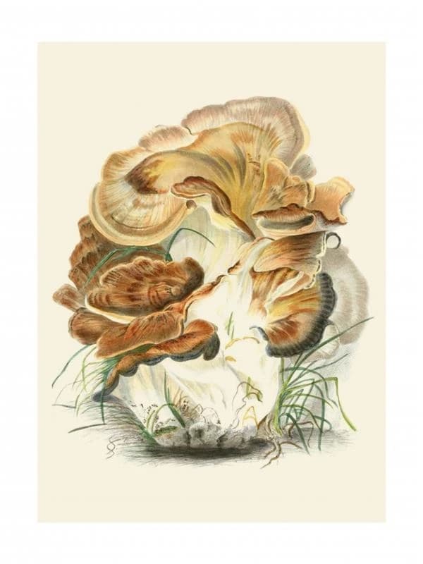 Polyporus giganteus : édition illustrée : [Portfolio de reproductions]